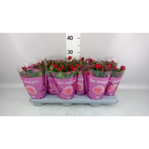 ROSA  'JEWEL HOT'