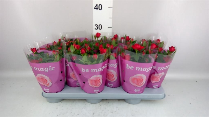 <h4>ROSA 'JEWEL HOT'</h4>