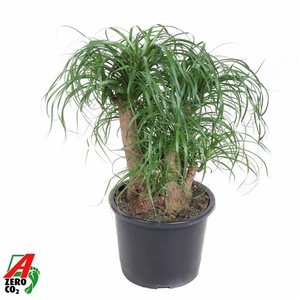 Beaucarnea vertakt P32 - 1,5ft