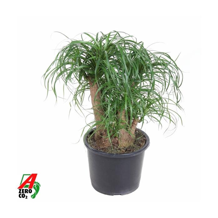 <h4>Beaucarnea vertakt P32 - 1,5ft</h4>