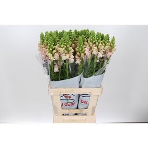 ANTIR POTOMAC EARLY PINK