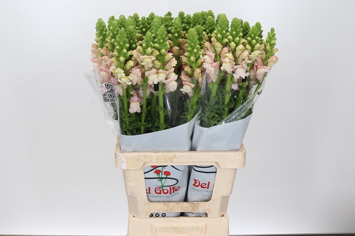 <h4>ANTIR POTOMAC EARLY PINK</h4>