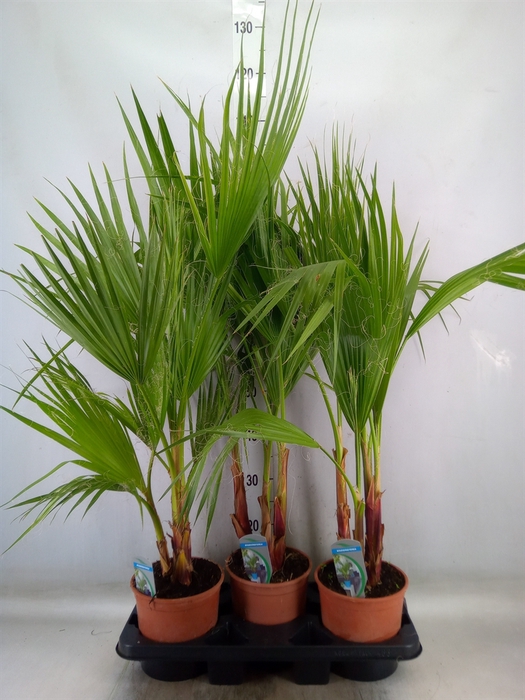 <h4>Washingtonia filifera</h4>
