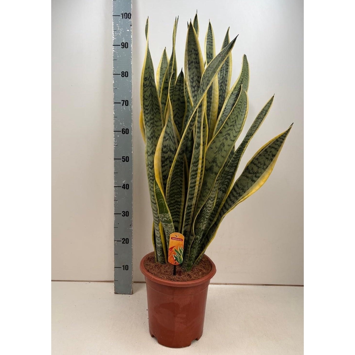 <h4>SANSEV LAURENTII</h4>