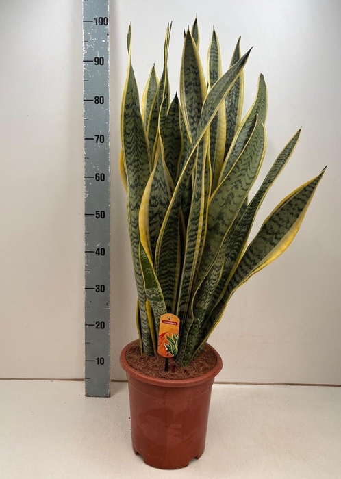 <h4>SANSEV LAURENTII</h4>