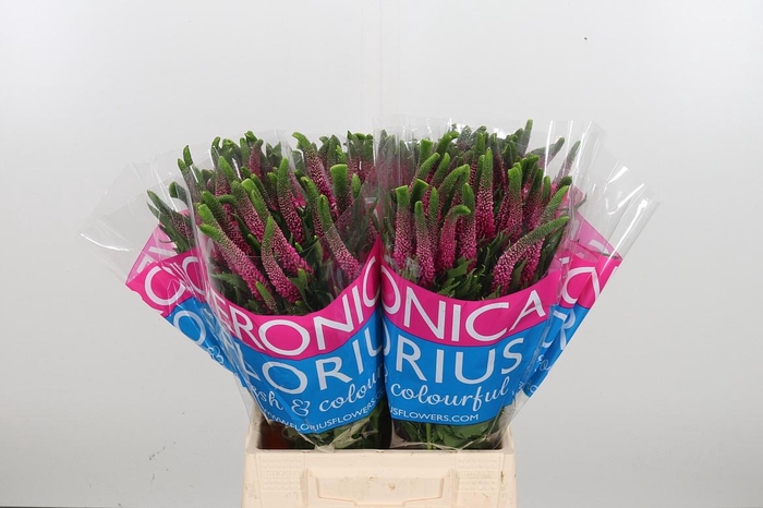 <h4>Veron Smart Iselle</h4>