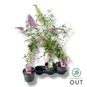 BUDD DAVIDII OV