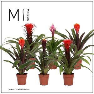 Mimesis Guzmania Rockyflower - 12 cm