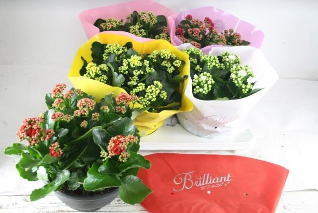 <h4>KAL GE GEM 5 KL</h4>