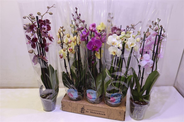 <h4>arr8 Phal Gem 4 Kl</h4>