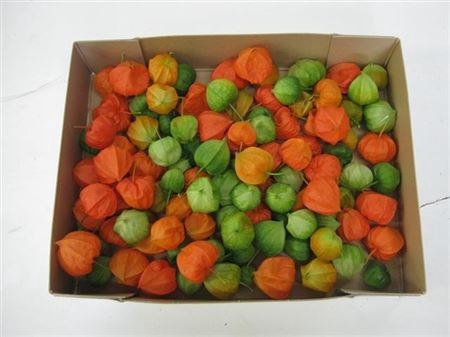 Physalis Lampion Los