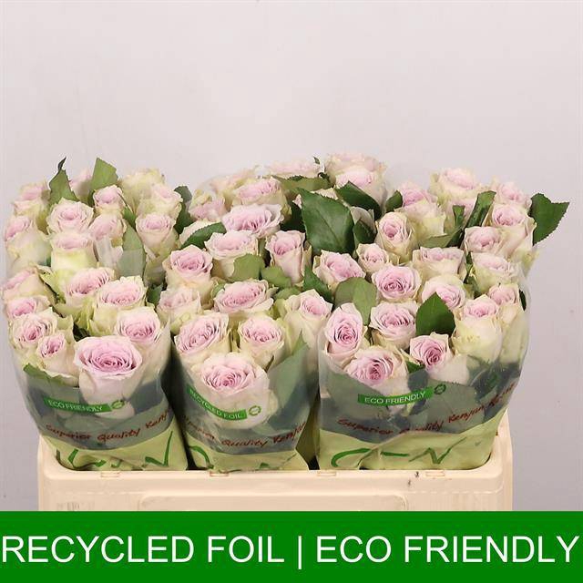 <h4>Rosa large ayden!</h4>