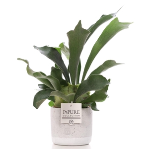Platycerium Bif. in P&PURE Jade ceramics