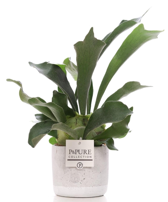 <h4>Platycerium Bif. in P&PURE Jade ceramics</h4>