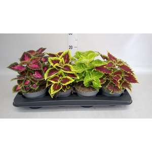 Plectranthus col.   ...