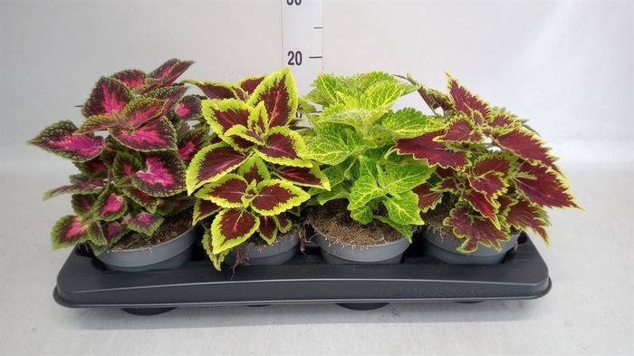 <h4>Plectranthus col.   ...</h4>