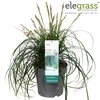 Carex oshimensis