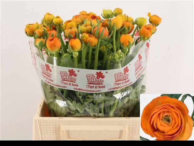 <h4>RAN EL ORANGE</h4>