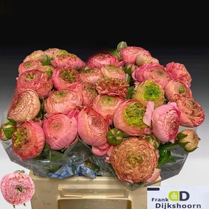 RAN AAZUR ANTIQ ROSE