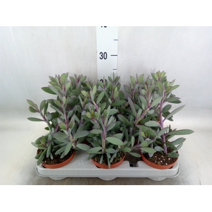 Senecio crassissimus