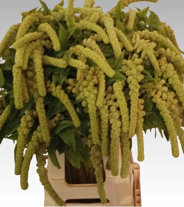 <h4>AMAR CA CYCLOOP</h4>