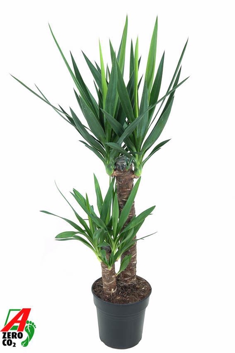 <h4>Yucca</h4>