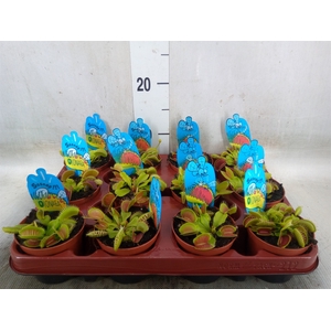 Dionaea muscipula