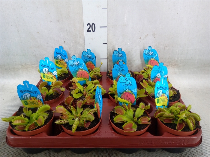 <h4>Dionaea muscipula</h4>