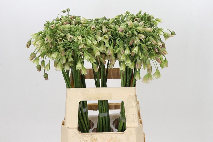 <h4>NECTAROSCORDUM SICULUM BULGAR ALLIU</h4>