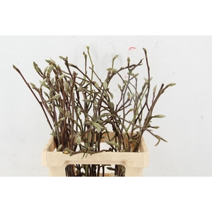 MAGNOLIA SOULANGEANA 060CM