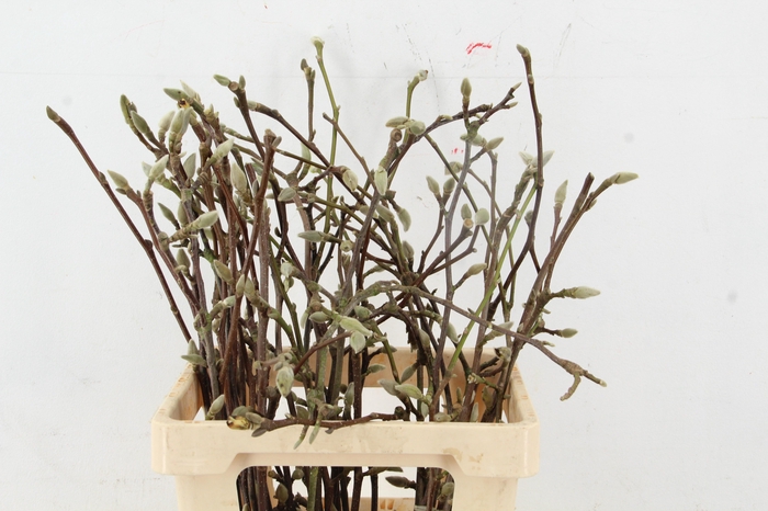 <h4>MAGNOLIA SOULANGEANA 060CM</h4>