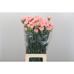 Dianthus St Sarah Pink