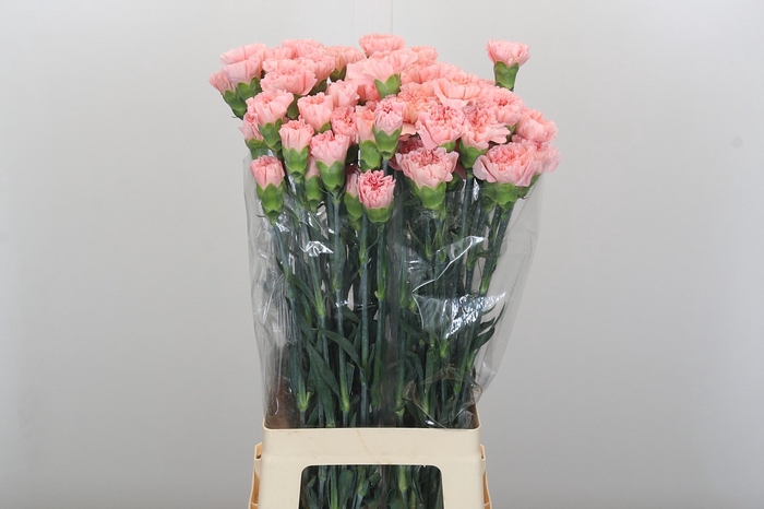 Dianthus St Sarah Pink