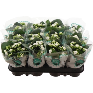 Kal Ge Tiger M Cream