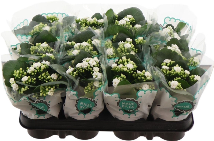 <h4>Kal Ge Tiger M Cream</h4>