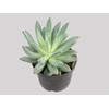 SUCULENTAS PACHYVERIA GLAUCA LITTLE