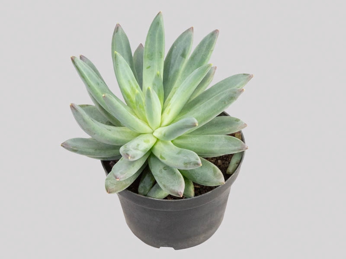 SUCULENTAS PACHYVERIA GLAUCA LITTLE