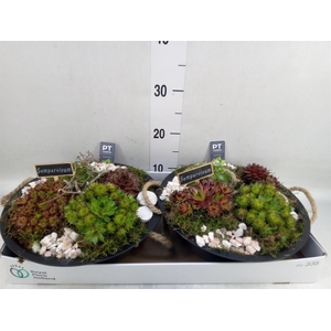 Arr.  Sempervivum L%