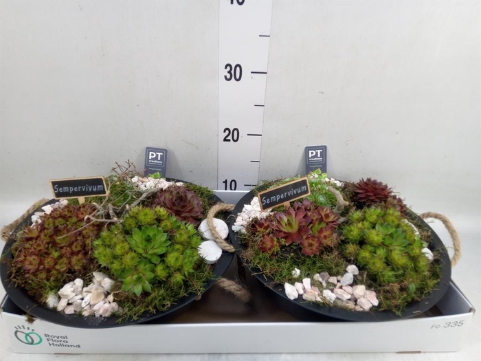 <h4>Arr.  Sempervivum L%</h4>