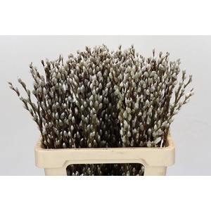 Salix Caprea Snow Flake Premium