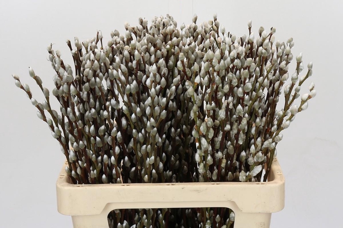 <h4>Salix Caprea Snow Flake Premium</h4>