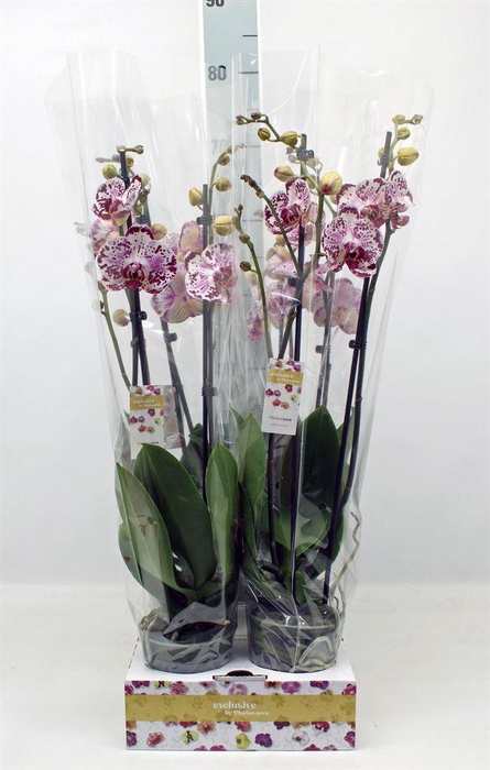 <h4>Phalaenopsis   ...</h4>