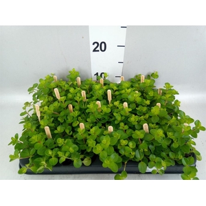 Peperomia rotundifolia