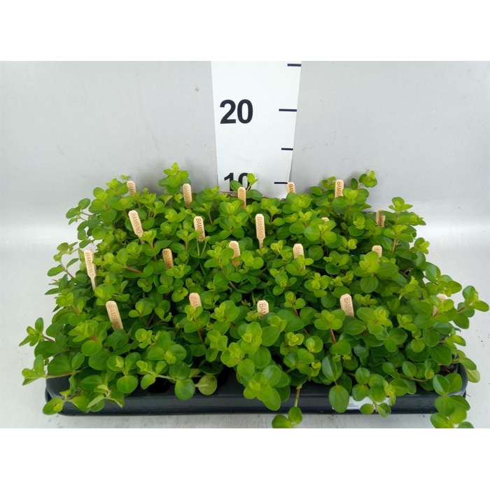 <h4>Peperomia rotundifolia</h4>