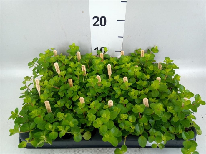 Peperomia rotundifolia