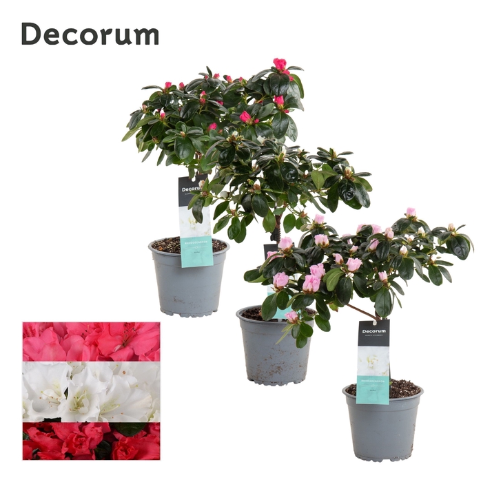 <h4>Azalea 13 cm stam mix - Decorum</h4>