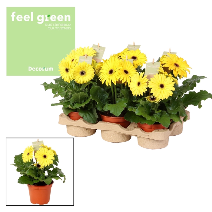 <h4>Gerbera geel tinten 2+ bl. Feel Green, nature Decorum</h4>