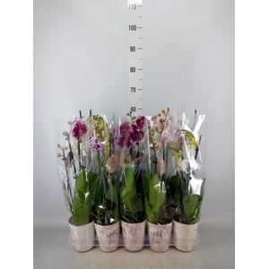 Phalaenopsis   ...mix