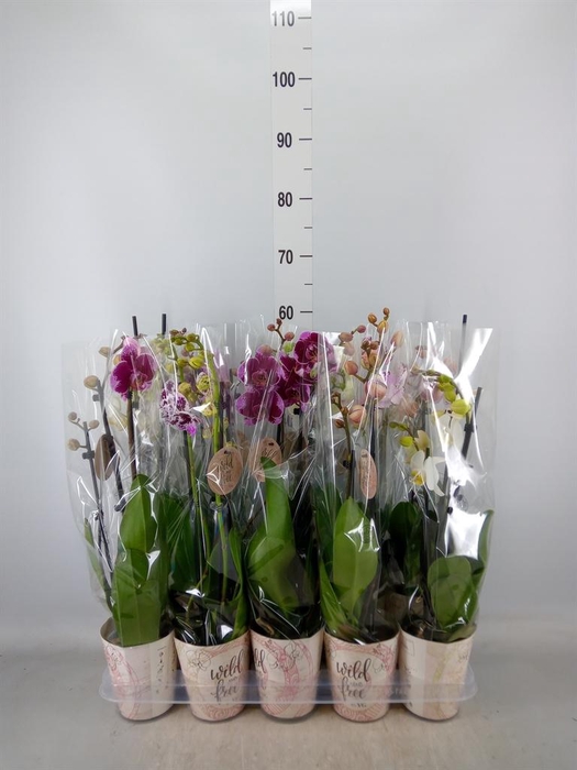 <h4>Phalaenopsis ...mix</h4>