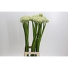 Allium White Giant